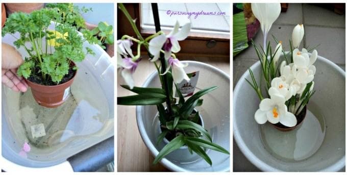 Mentiram tanaman dari bawah. (Pursuing my Dreams)