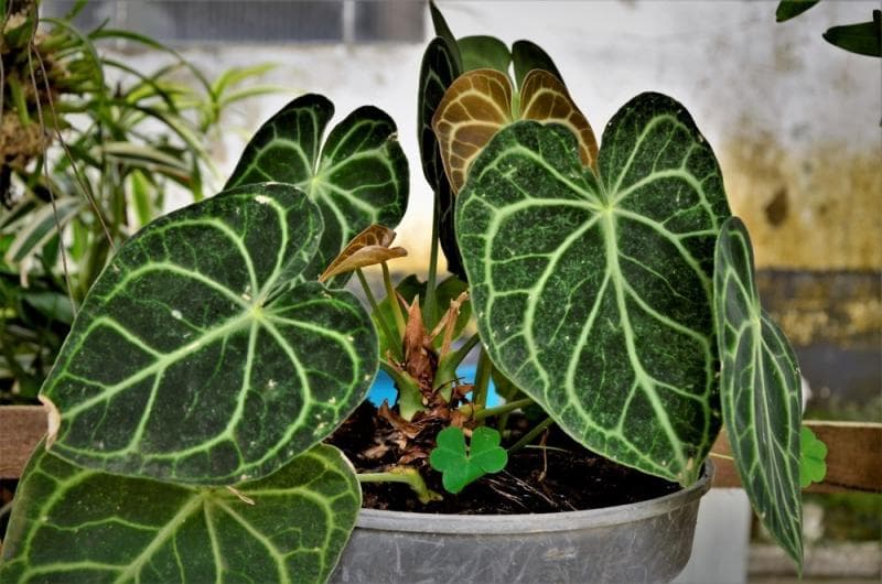 Kuping gajah. (Shutterstock)