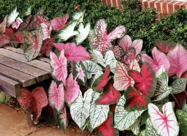 Keladi punya berbagai bentuk dan warna. (Perawatan dan lanskap)