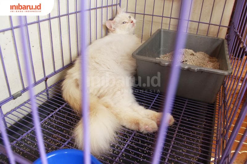 Bagaimana menghitung usia kucing? (Inibaru.id/ Triawanda Tirta Aditya)<br>