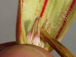 Lakukan penyerbukan adenium sengan tusuk gigi. (Potkembangku)