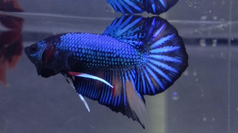 Ikan cupang avatar. (Twitter/RyanPtrStwn)