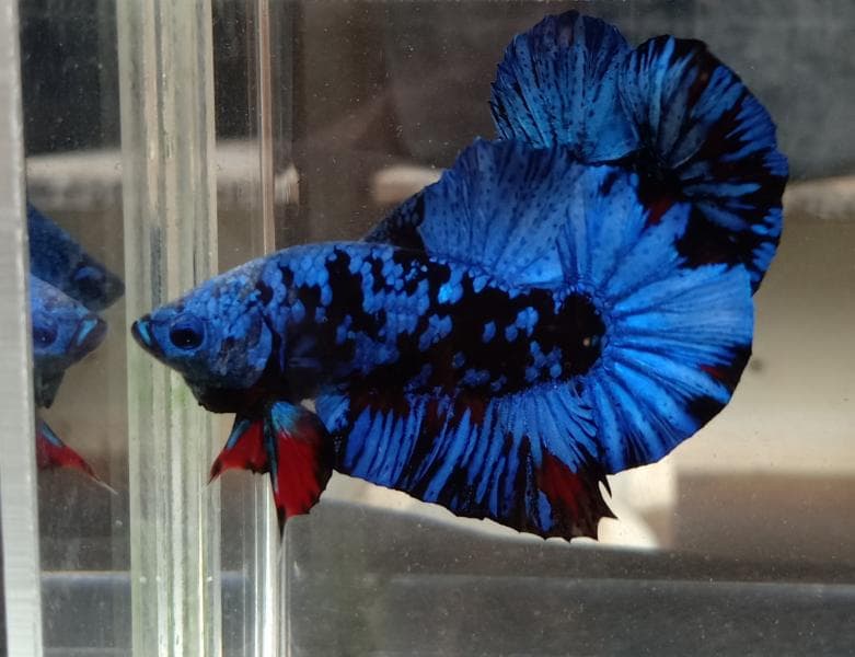 Ikan Cupang Avatar, si Mungil Bercorak Langit Malam Berbintang yang Ditimpa Nebula