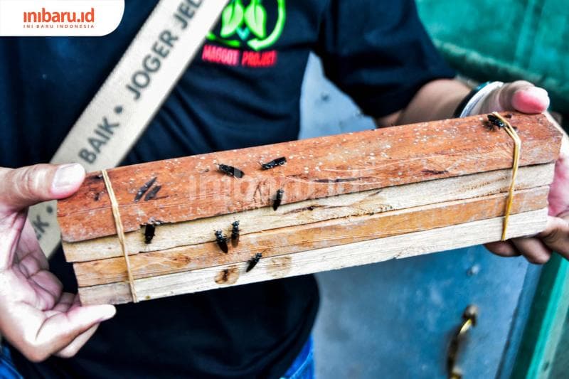 Sederet Manfaat Maggot, Bayi Lalat yang Doyan Makan Sampah