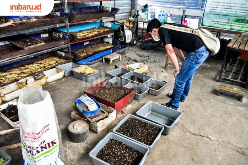 Maggot punya banyak manfaat. (Inibaru.id/ Audrian F)<br>