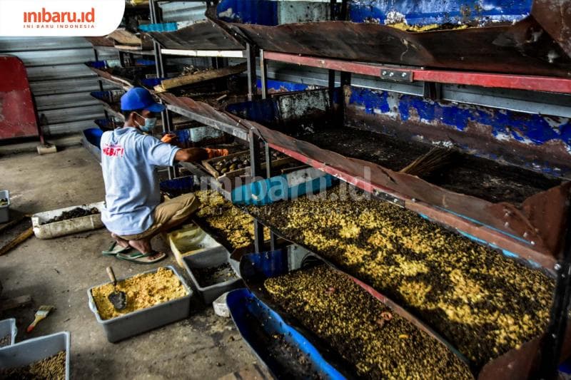 Budidaya Maggot; Bermanfaat, Murah, dan Gampang