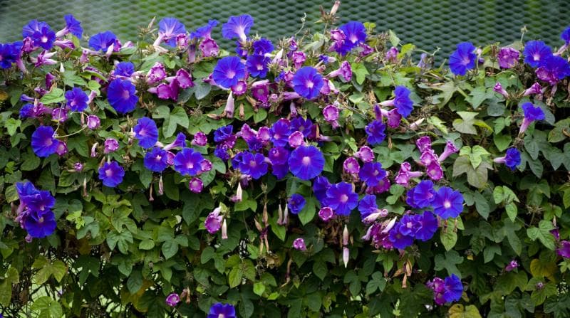 Bunga Morning Glory selalu mekar pada pagi hari. (The Press Enterprise)