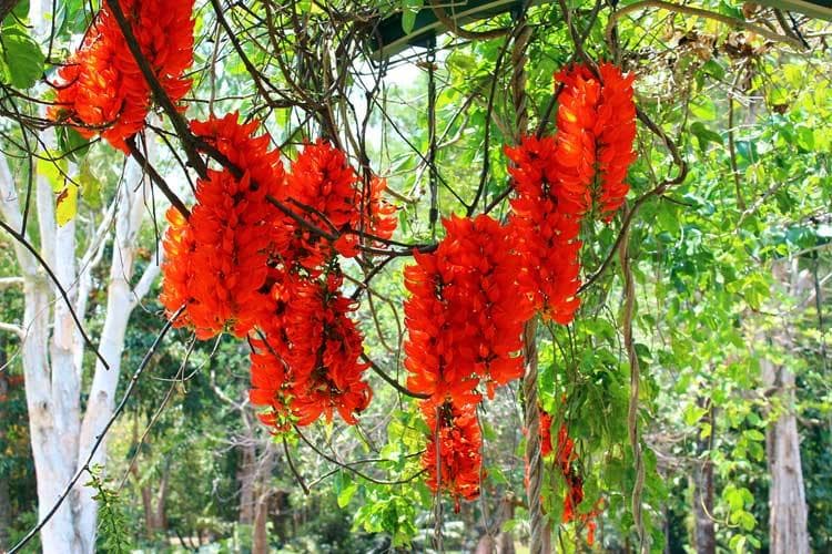 Flame of Irian sangat cocok dirambatkan pada kanopi. (Bebeja.com)