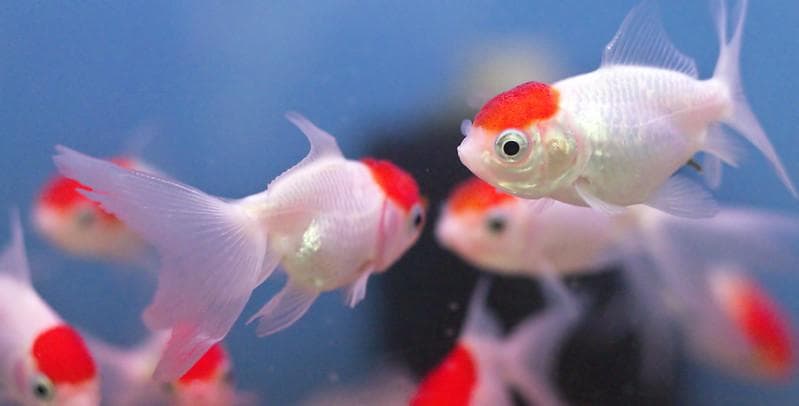 Ikan air tawar akan mati kalau ditempatkan di air laut. (Flickr/

C Watts)