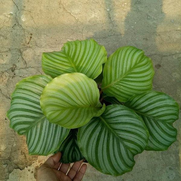 Calathea Orbifolia. (Bukalapak)
