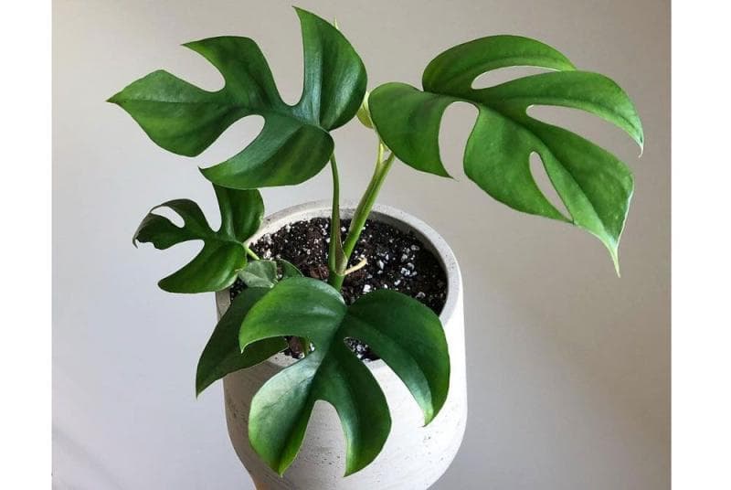 Sekilas, rhaphidosphora tetrasperma mirip dengan monstera ya. (Twitter @BTtoronto) 