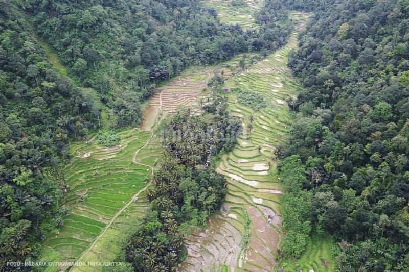 pemandangan sawah dari lokawisata Gumuk Reco Sepakung.<br>