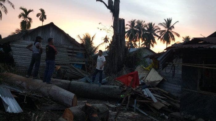 Begini Versi Lurah Sei Merbau Sumatera Utara Soal Pohon Tumbang yang Berdiri Lagi