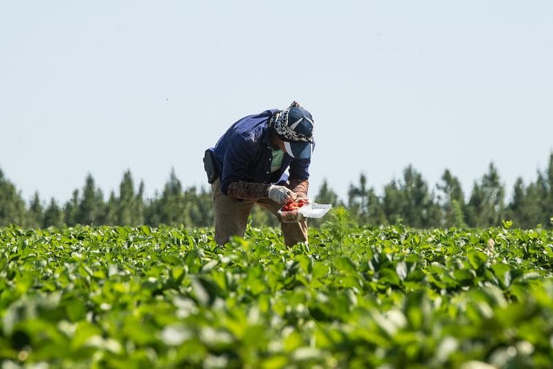 Queensland membutuhkan banyak pekerja untuk membantu musim panen stroberi di musim dingin tahun ini. (Flickr/usdagov)