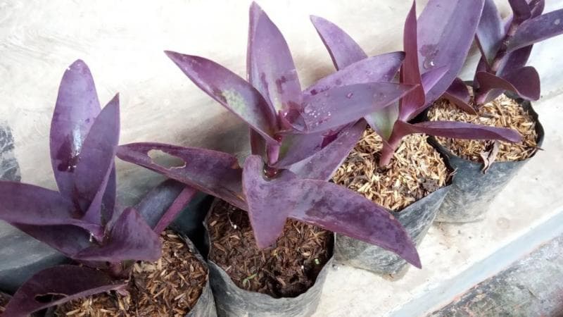 Tanaman ini bisa ditaman pada pot atau polybag. (SetiawanAP)&nbsp;