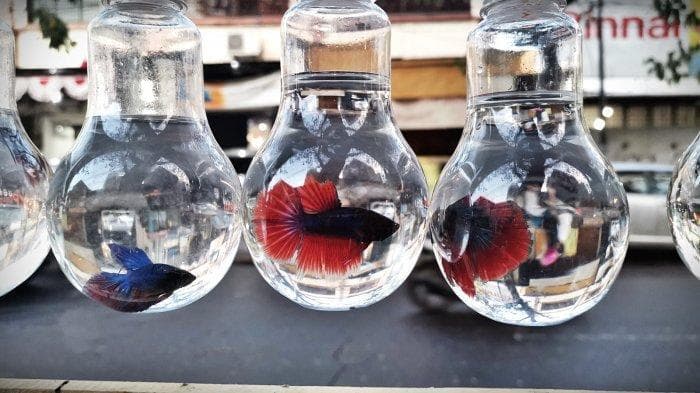 Akibatkan Kematian Dini, Alasan Nggak Boleh Memelihara Ikan Cupang di Dalam Vas