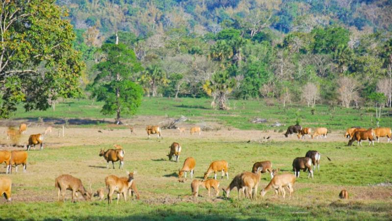 Savana Sadengan. (Semangatbanyuwangi.id)