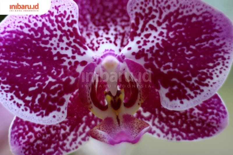 Ide Bunga Hias Ruang Tamu, Bisa Bikin Adem Rumah Sambut Lebaran Nanti