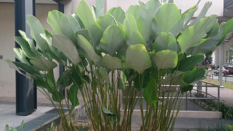 Calathea lutea. (Wikimedia Commons)