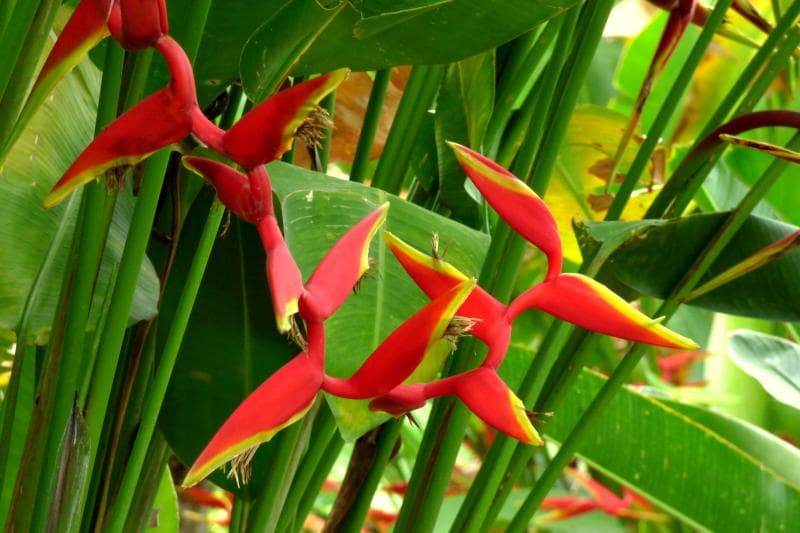 Heliconia. (Wikipedia Common)