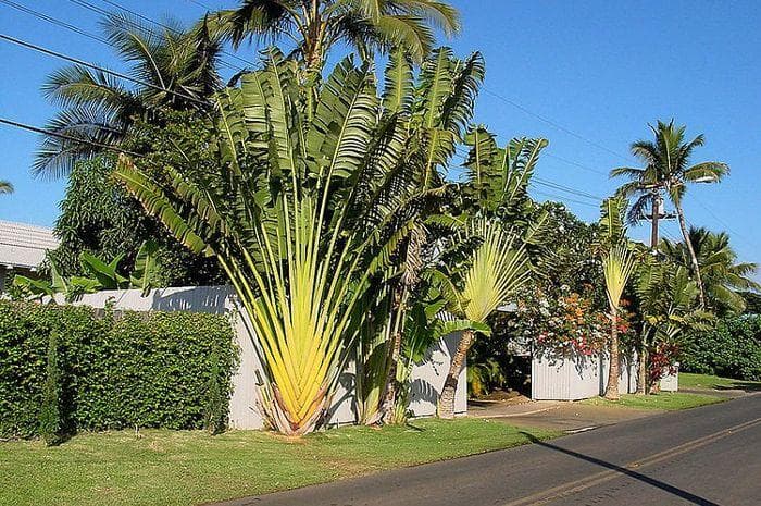 Pisang kipas. (Creative Commons/Wouter hagens)