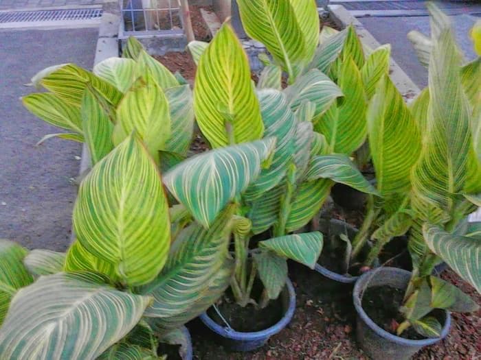 Pisang kana. (Jasatukangtamandibogor)