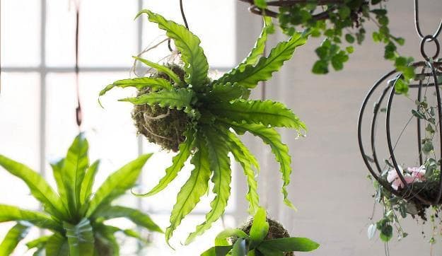 Paku sarang burung. (Kutanam)