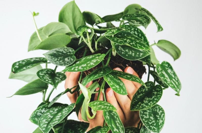 Sirih gading. (Unsplash/Severin Candrian)