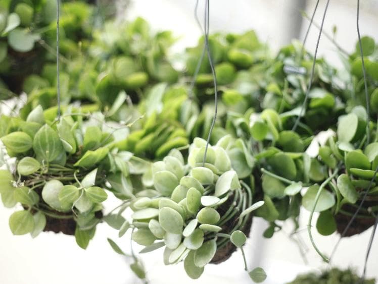 Tanaman gantung indoor million heart. (threebouquets)