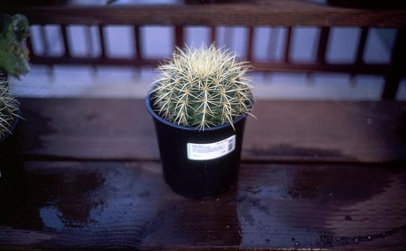 Kaktus mini bola emas. (Flickr/Paul Sullivan)