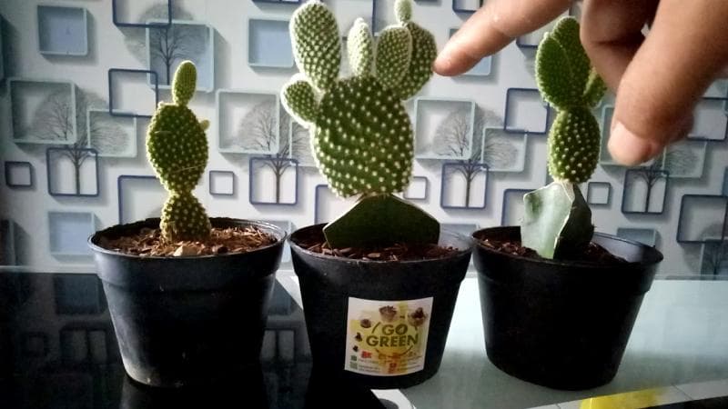 Kaktus telinga kelinci. (Youtube/Rumah kaktus)