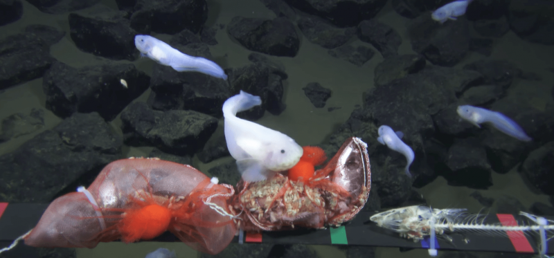 Ikan-ikan ini bisa hidup di dasar laut terdalam (Alphr)