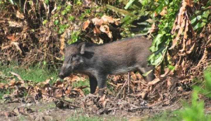 Babi Ngepet dan Para Makhluk Halus Sumber Pesugihan di Sekitar Kita