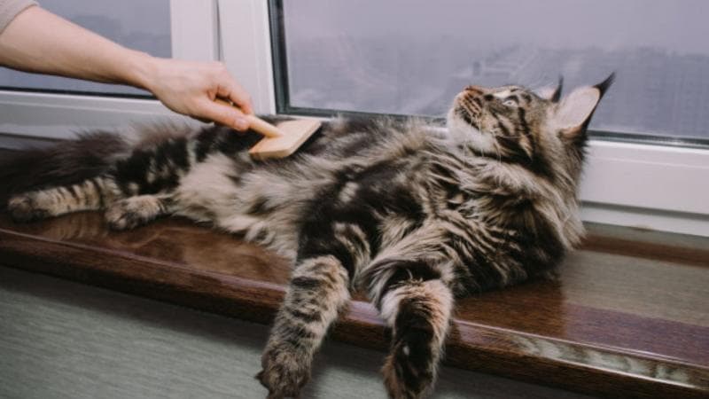 Kucing mixdom dengan bulu medium dan panjang perlu sering disisir. (123rf via Kandangkucing)