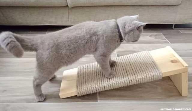 Kamu bisa membeli atau membuat penggaruk untuk kucing. (Homedit via 99)