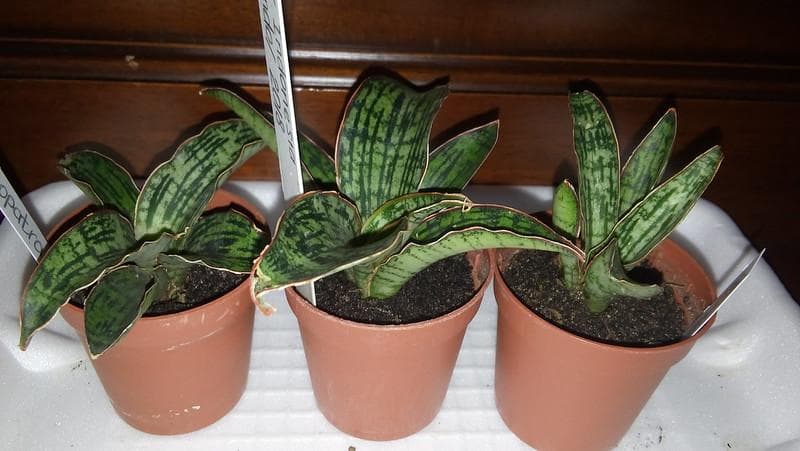 Tanaman Sansevieria ternyata memiliki kandungan yang bisa membahayakan kesehatan. (Flickr/

Irina UA)