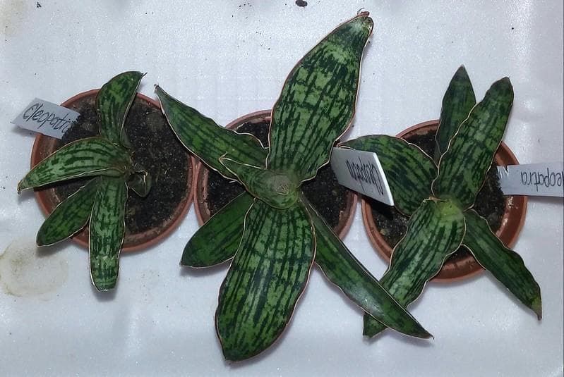 Tanaman Sansevieria. (Flickr/

Irina UA)