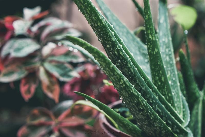 Lidah buaya. (Flickr/

Ivetta Inaray)