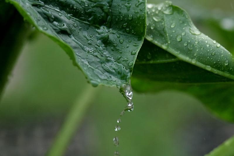 Tanaman Keladi. (Flickr/Mohd Fazlin Mohd Effendy Ooi)