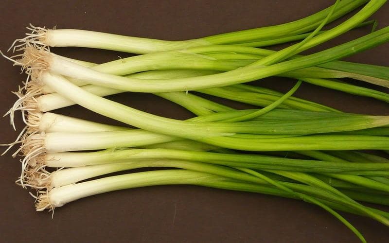 Daun bawang yang sudah berakar bisa kamu tanam dengan mudah. (Okezone)