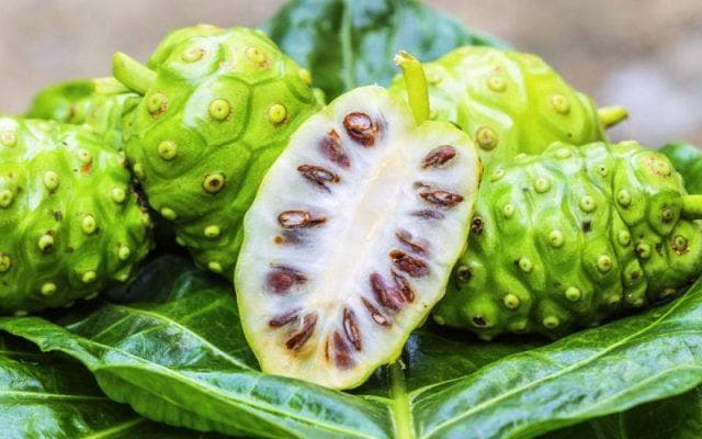 Mengkudu bisa menurunkan darah tinggi. (Ulyadays)<br>