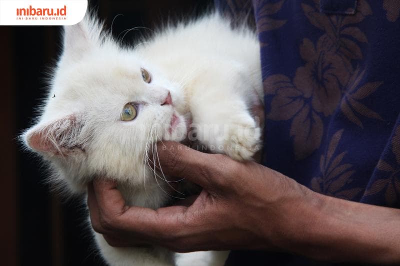 Kucing takut air, apa alasannya, ya? (Inibaru.id/Triawanda Tirta Aditya)