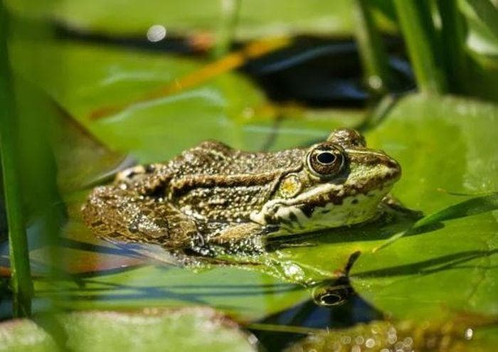 Katak melambangkan keberuntungan. (Freepik)