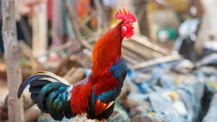 Ayam jantan dipercaya memberikan perlindungan dalam pekerjaan. (Freepik via Tribunnews)