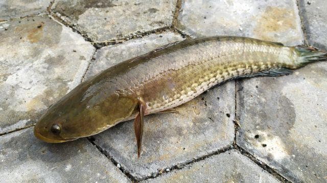Ikan gabus juga dapat dijadikan bahan pempek. (Shutterstock)