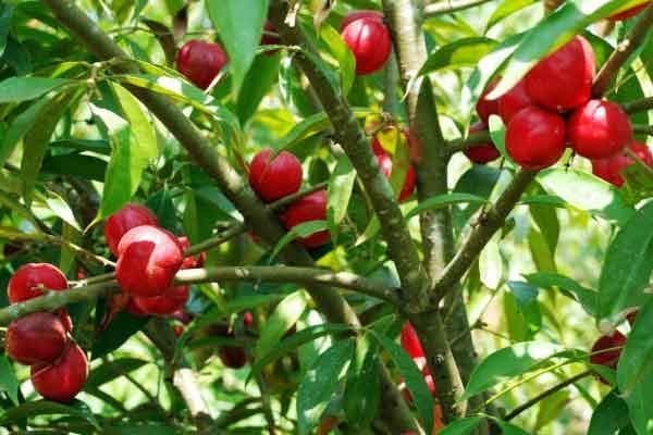 Manfaat Menakjubkan Mahkota Dewa, Mulai Obat Diabetes hingga Atasi Asam Urat