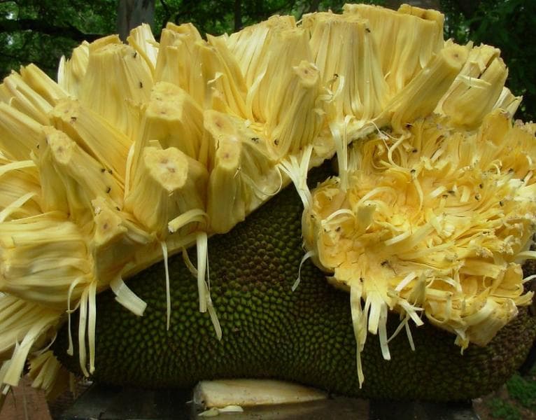 Sri Lanka bisa diolah jadi berbagai macam masakan di Sri Lanka. (Flickr/&nbsp; Madhav Pai)