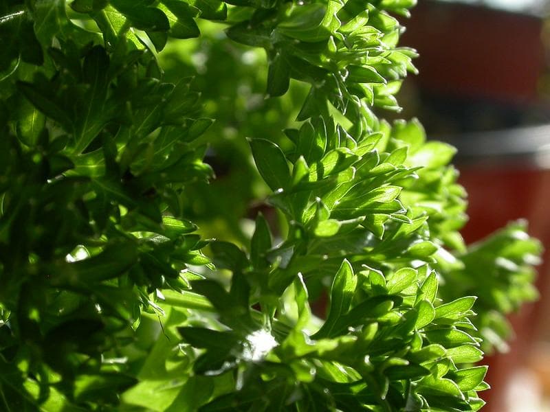 Daun peterseli dipakai dengan cara yang berbeda dari seledri dan daun ketumbar. (Flickr/

Ioan Sameli)