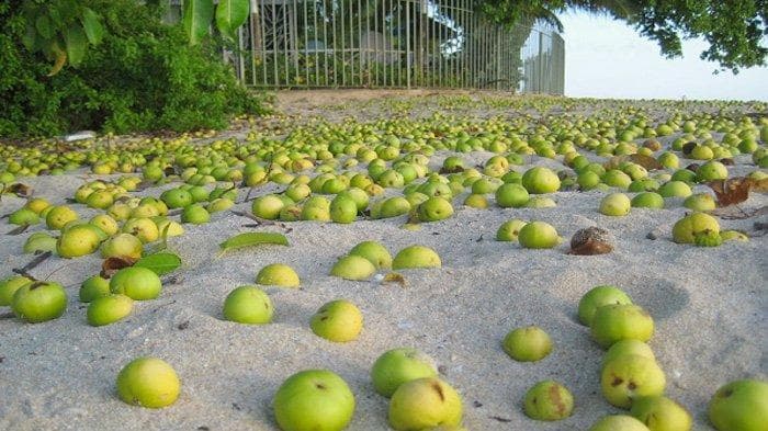 Apel Pantai, Buah Bercita Rasa Segar dengan Kematian Mengintai