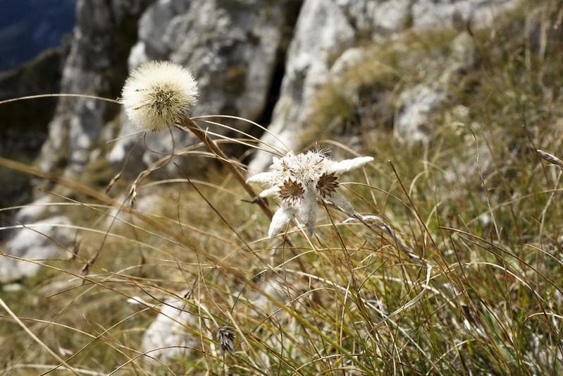 Edelweis bisa mekar hingga 10 tahun, lo. (Flickr/

Malte Hempel)